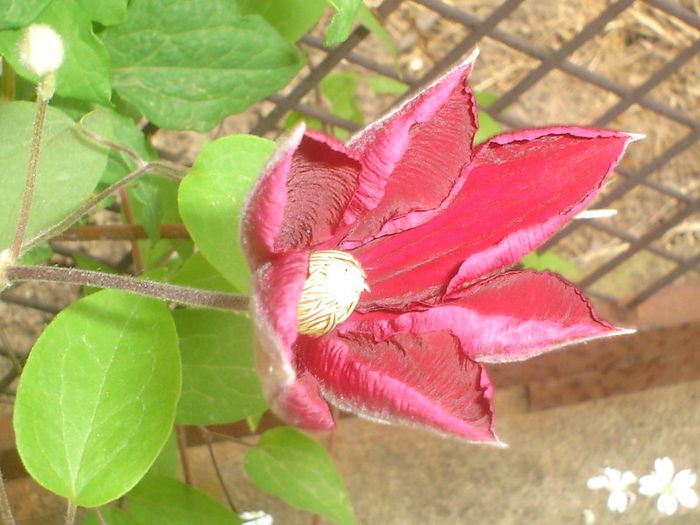 Red (rouge) Cardinal - Clematis 2013