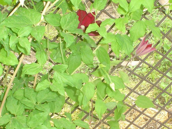 Red (rouge) Cardinal - Clematis 2013