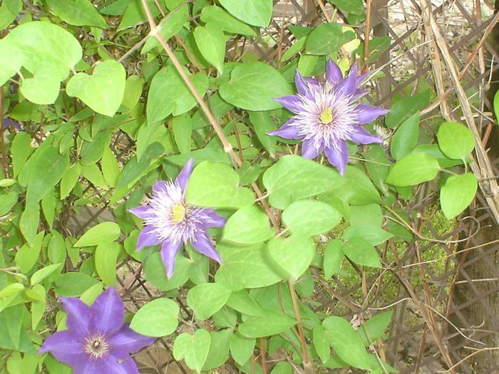 President si Multi Blue - Clematis 2013