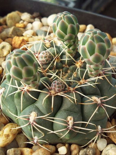 Gymnocalycium baldianum - Gymnocalycium baldianum