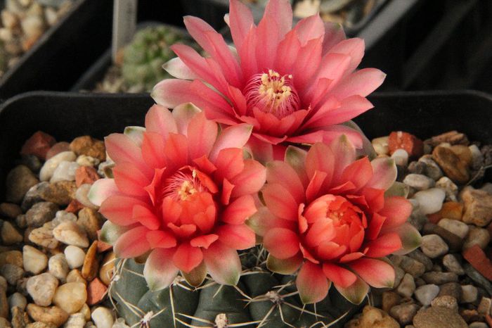 Gymnocalycium baldianum - Gymnocalycium baldianum