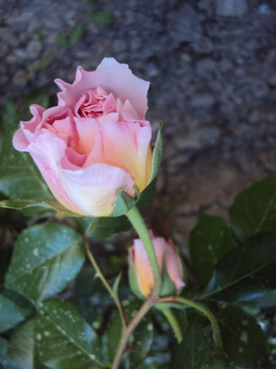 DSC03900 - Abraham Darby