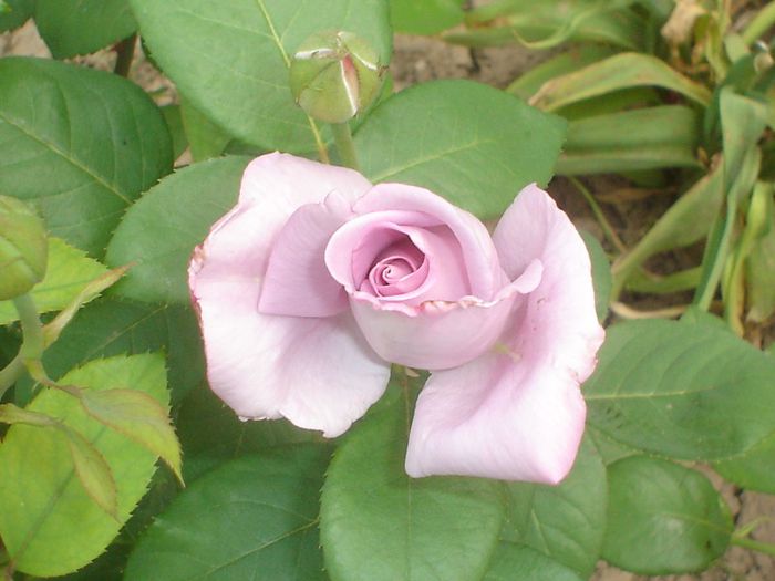  - Trandafirii mei 2013