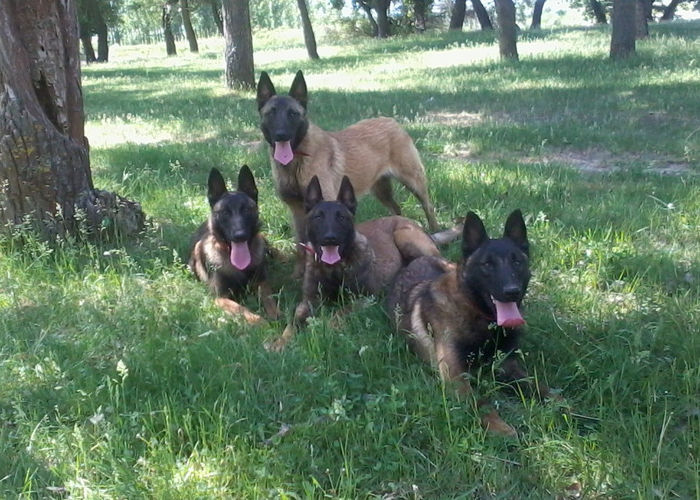 Fotografie-0002 - Ciobanesc Belgian Malinois