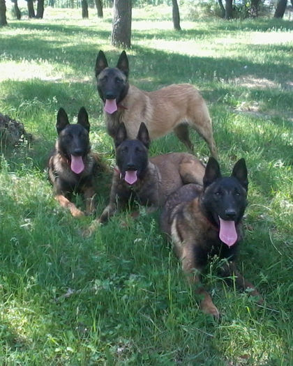 Fotografie-0003 - Ciobanesc Belgian Malinois