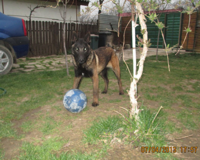 A`Nitro - 7 luni (2)- de vanzare - Ciobanesc Belgian Malinois