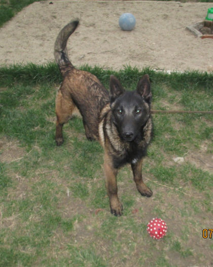 A`Nitro - 7 luni (5)- de vanzare - Ciobanesc Belgian Malinois