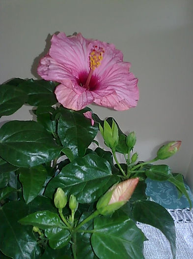 Imagine3474 - HIBISCUS