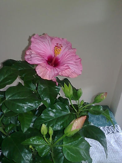 Imagine3475 - HIBISCUS