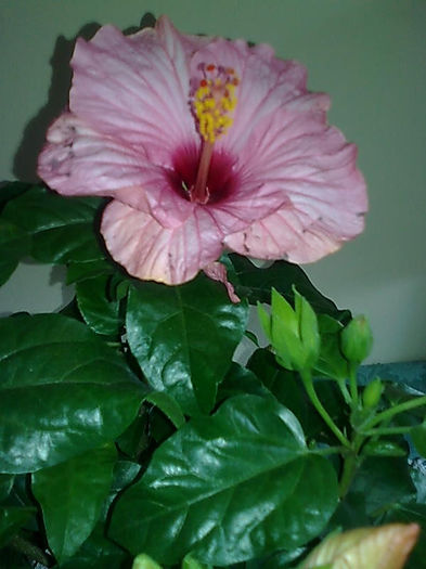Imagine3476 - HIBISCUS