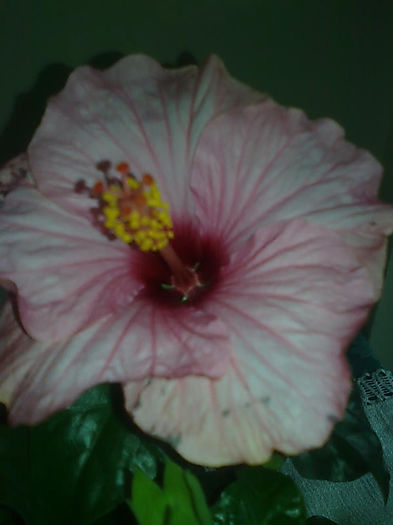 Imagine3477 - HIBISCUS