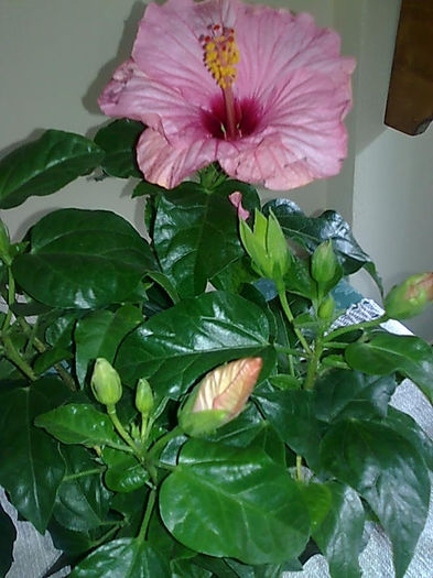 Imagine3478 - HIBISCUS