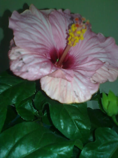 VENETIA - HIBISCUS