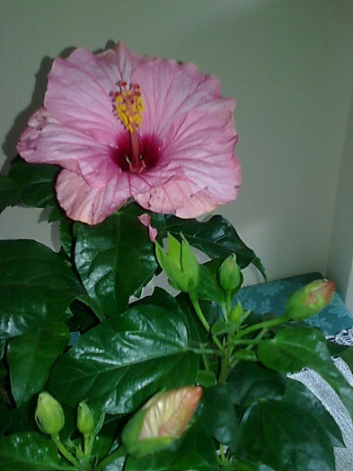 Imagine3480 - HIBISCUS