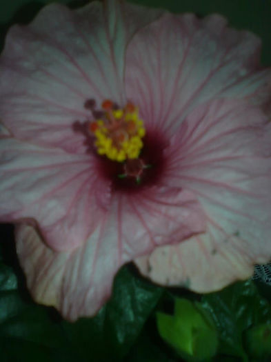 Imagine3481 - HIBISCUS