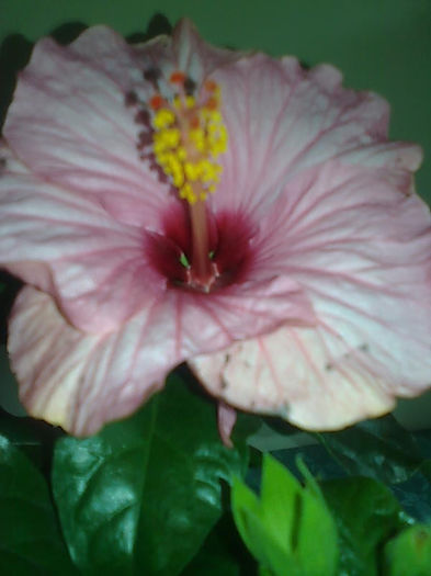 Imagine3482 - HIBISCUS