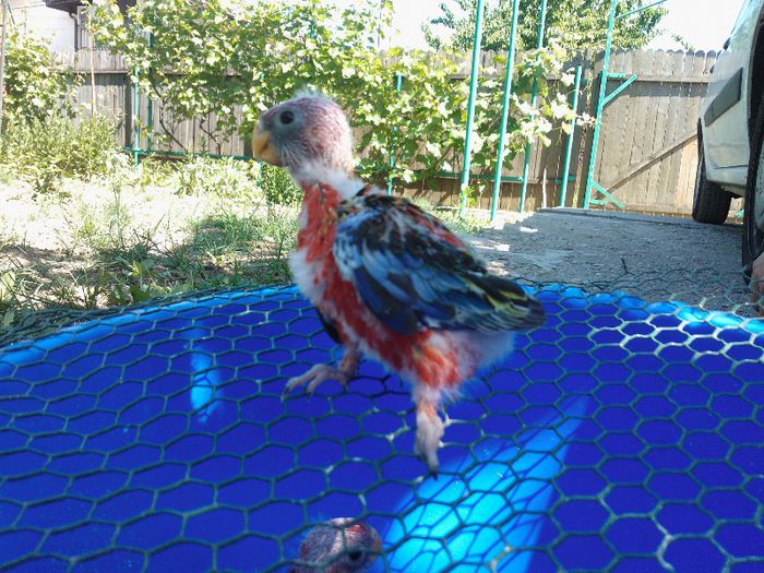 WP_001697 - pui rosella rubin 2013