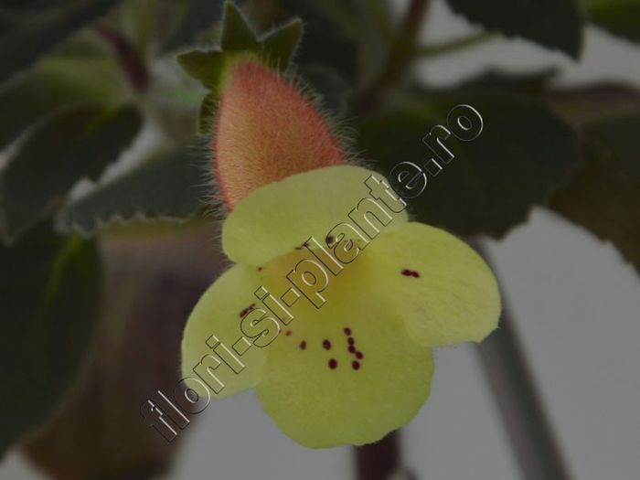 Kohleria Siriu (ni) - KOHLERIA II