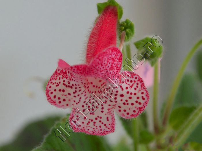 Kohleria Simone (ni) - KOHLERIA II