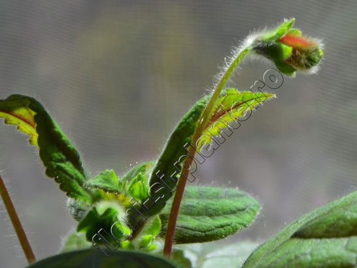 Kohleria Luci s Baby One - KOHLERIA IV - Hibrizii mei - My hybrids