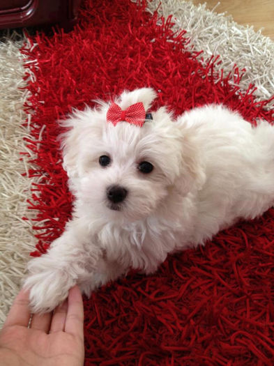 6708_123707234475369_704282406_n