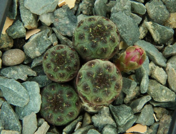 Rebutia rauschii