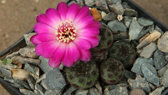 Rebutia rasuchii