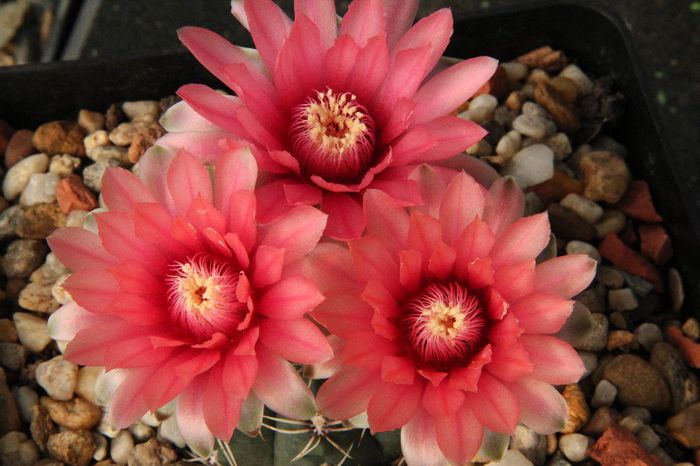 Gymnocalycium baldianum - Gymnocalycium baldianum