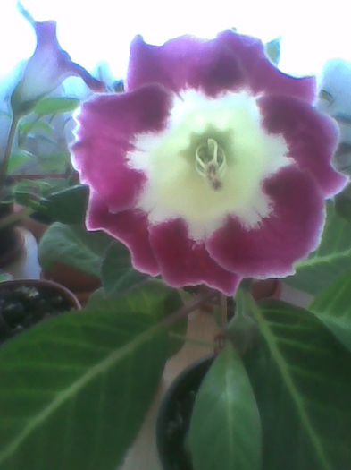 rosalinda 11.5.2013 - gloxinia 2013