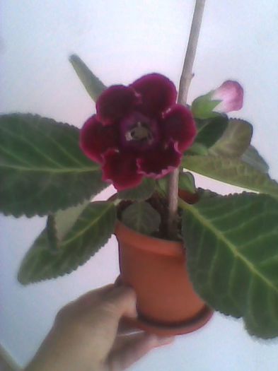 Imag0352 - gloxinia 2013