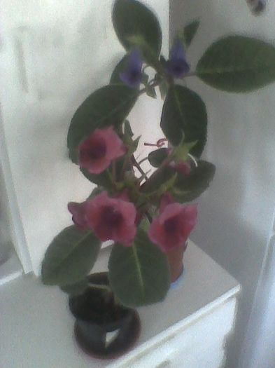 slipper siclam si mov - gloxinia 2013