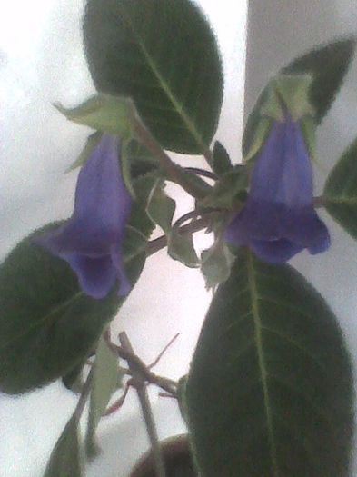 slipper mov 11 5.2013 - gloxinia 2013