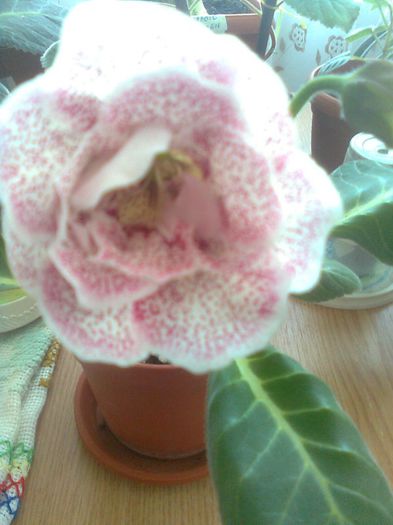 milye venush 12 .5.2013 - gloxinia 2013
