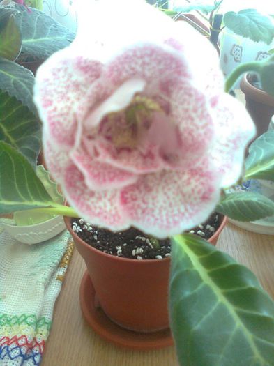 Clau^^2900 - gloxinia 2013