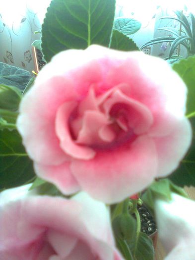 rokoko pink 12 .5.2013 - gloxinia 2013