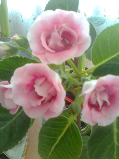 Clau^^2906 - gloxinia 2013