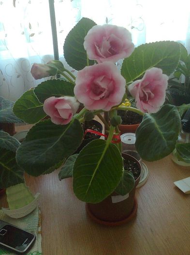 Clau^^2908 - gloxinia 2013