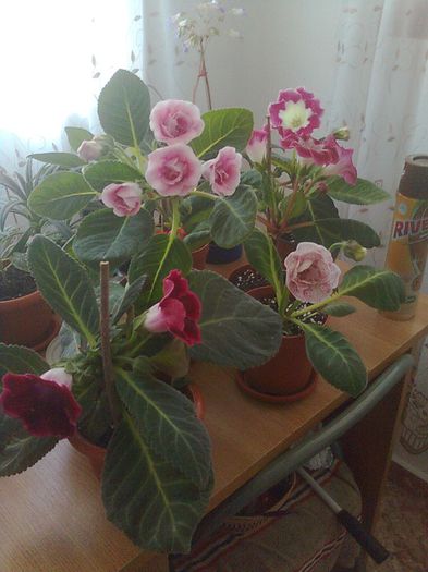Clau^^2909 - gloxinia 2013