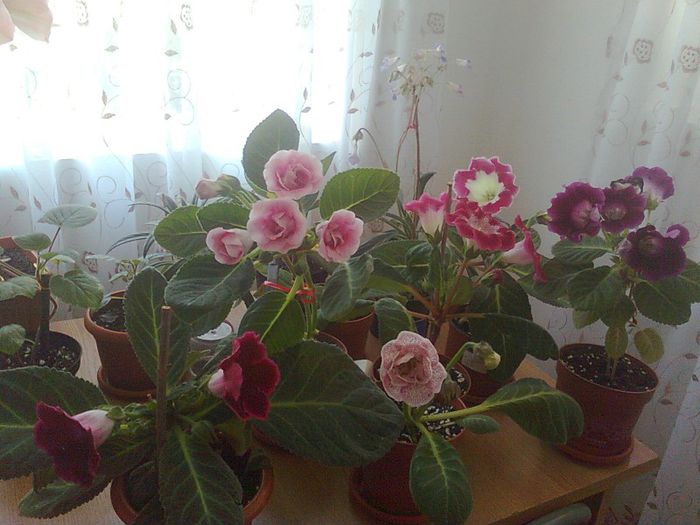 Pentru toate iubitoarele de gloxini - gloxinia 2013