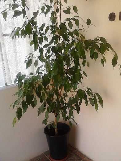 ficus beniamin