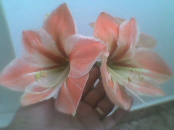 Imag0344 - amaryllis2012-2013