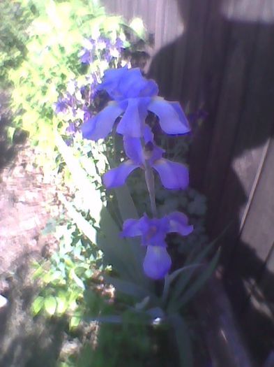 iris blou - flori de gradina 2013