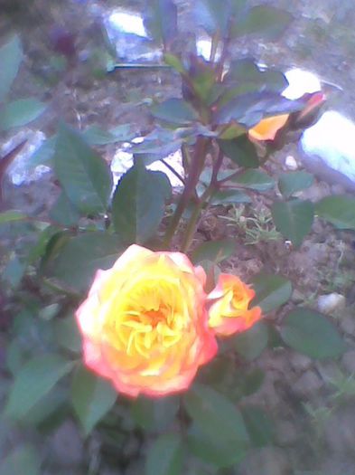 Imag0357 - flori de gradina 2013