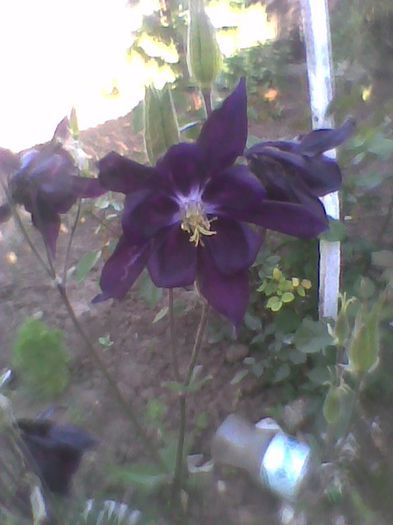 Imag0360 - flori de gradina 2013
