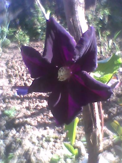 Imag0337 - flori de gradina 2013