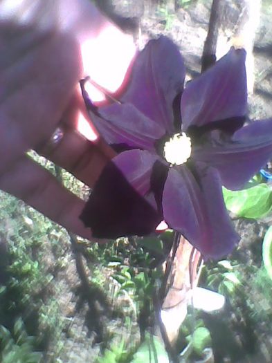 Imag0338 - flori de gradina 2013
