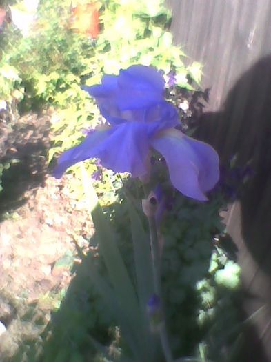 iris blou - flori de gradina 2013