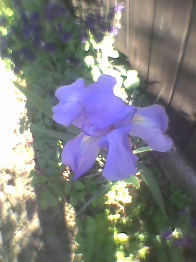 iris blou - flori de gradina 2013