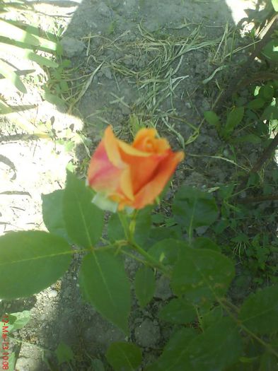 Trandafir portocaliu - flori  diverse