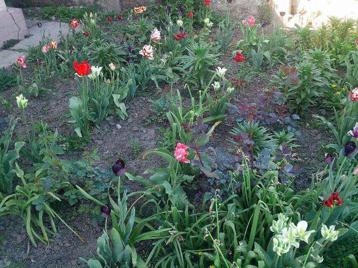 IMG_20130425_171654 - Zmabile Lalele Narcise